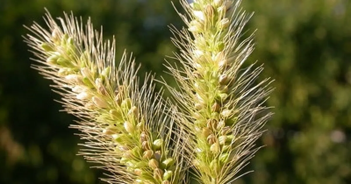 Foxtails | Under the Solano Sun