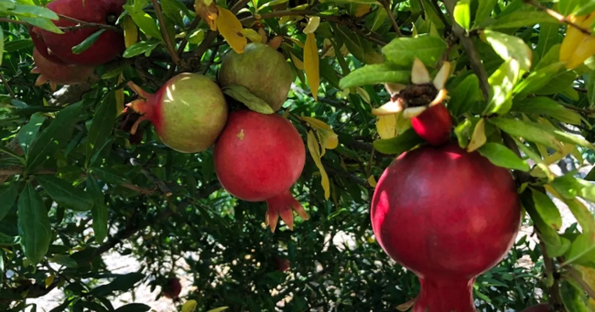 Pomegranate | UC Master Gardeners- Diggin' it in SLO