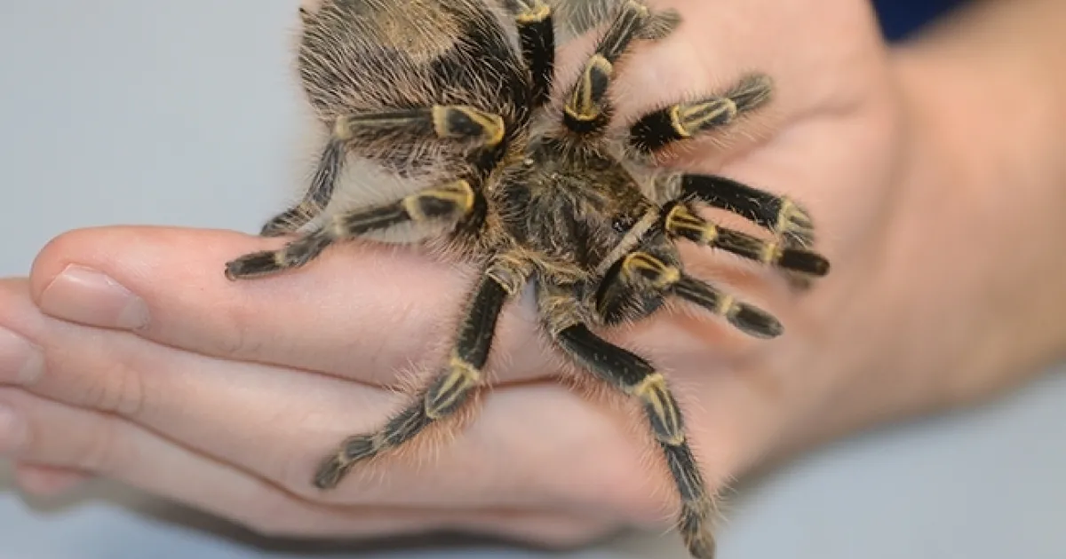 洋楽 Tarantula 洋楽 Tarantula Prime Video: Tarantula