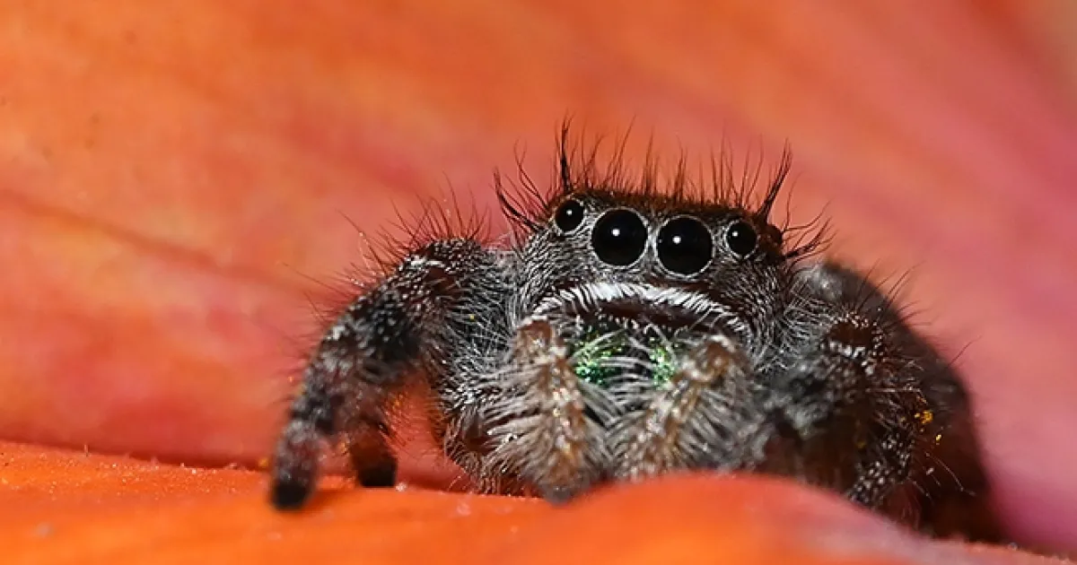 A Treat for the UC Davis Biodiversity Museum Day | Bug Squad