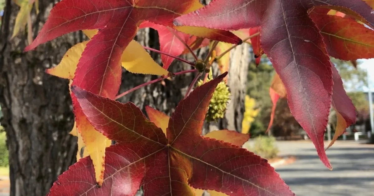Stan State Tree Map Plant a Tree Now for Fall Color Next Year! | The Stanislaus Sprout
