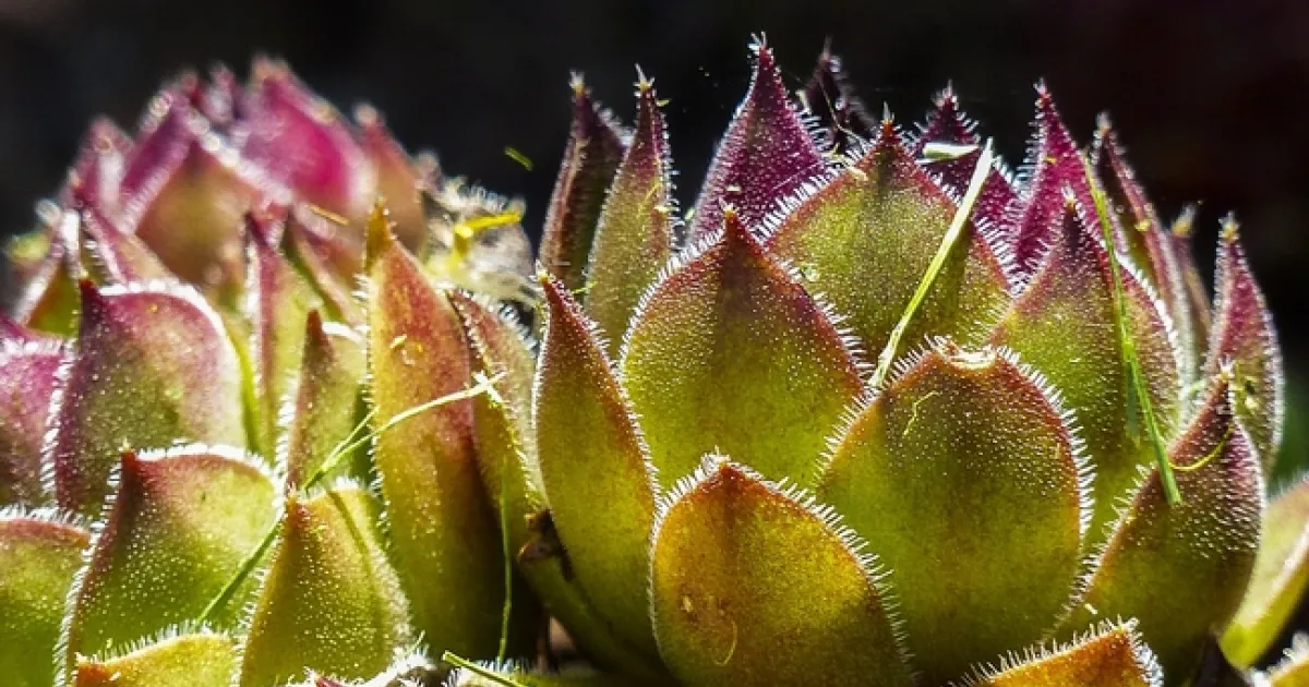 Not all succulents are cacti! | Napa Master Gardener Column