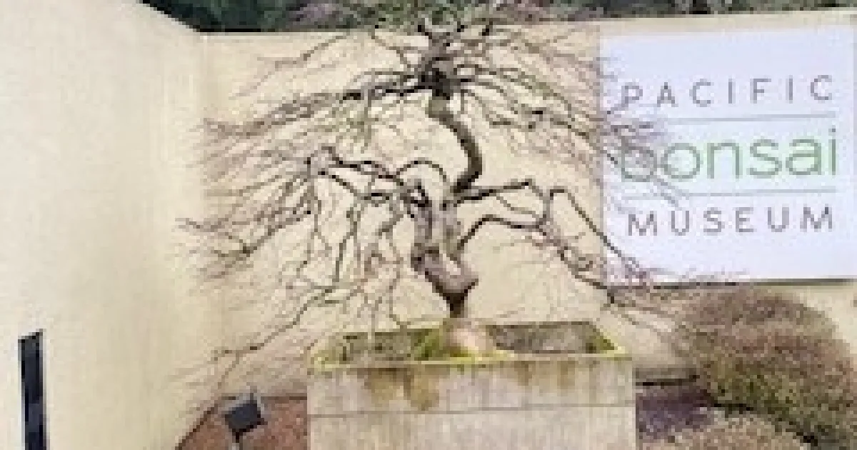 Pacific Bonsai Museum | Under the Solano Sun
