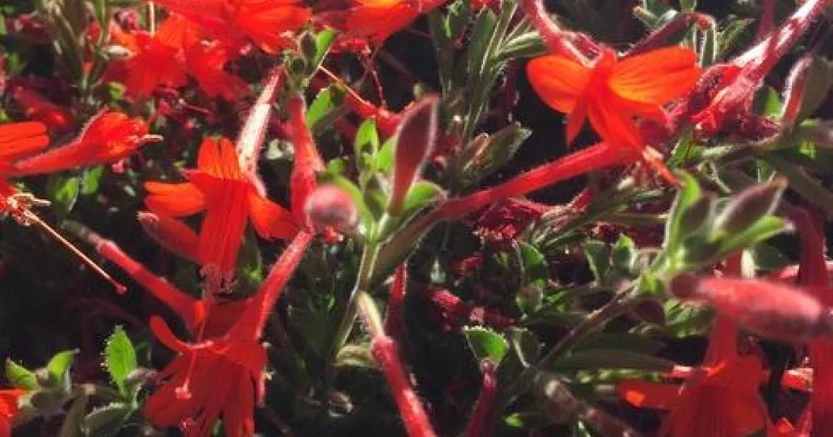 California Fuchsia | Under the Solano Sun