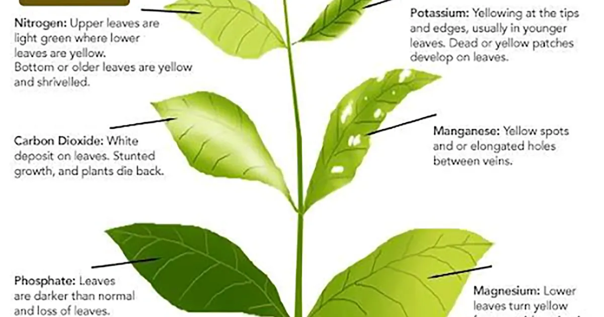 Figuring out plant problems | UC Marin Master Gardeners