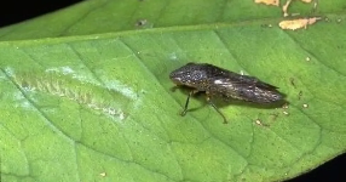 Invasive Pest Spotlight: Glassy-winged Sharpshooter | Pests in the