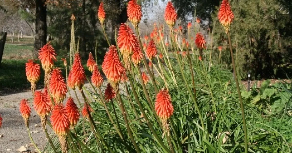Plants to Enjoy | Garden Notes