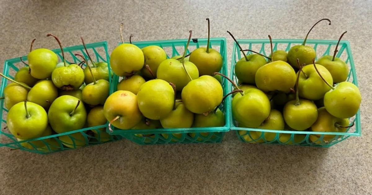 Bagging It | Under the Solano Sun