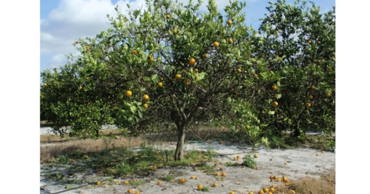 Invasive Pests and Plants - the Asian Citrus Psyllid and HLB