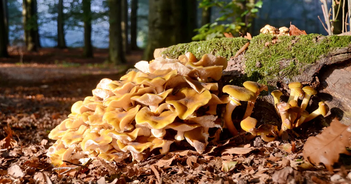 Armillaria | UC Marin Master Gardeners