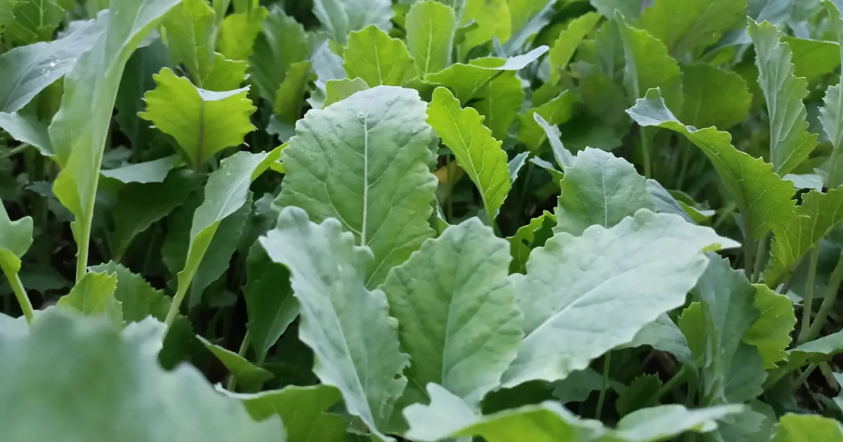 Collard | UC Marin Master Gardeners