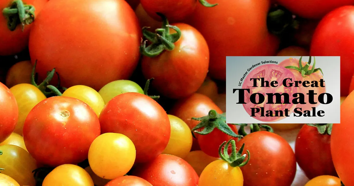 GTPS 2026 - Tomatoes - Cherry and Paste | UC Master Gardener