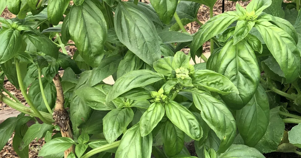 blue butterfly plant Clerondendrum  Liberty Landscape Supply