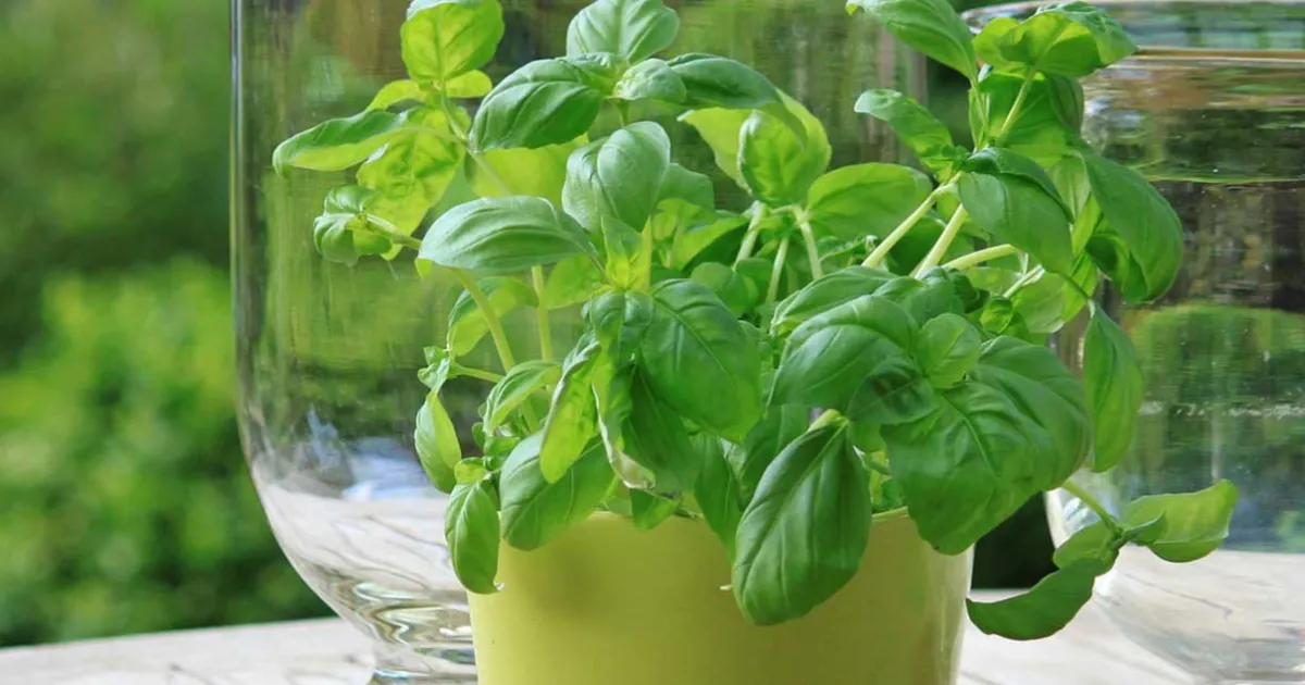 Python Herb Herbs | UC Master Gardeners of Orange County