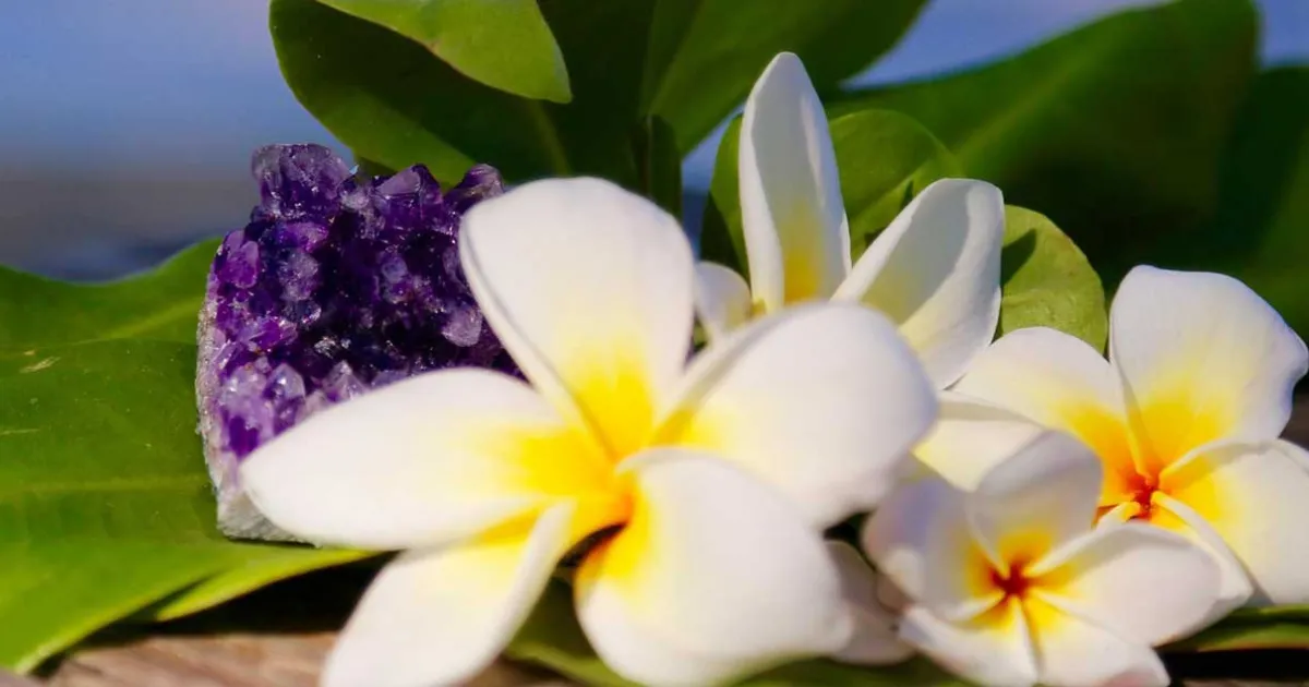 趣味・スポーツ・実用 The Exotic Plumeria Volume 1 Candle Making Supplies | Exotic Plumeria - Regular Candle