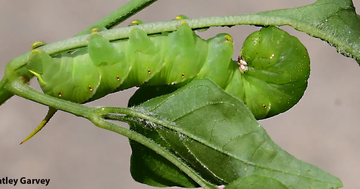 Ever Held a Tobacco Hornworm?