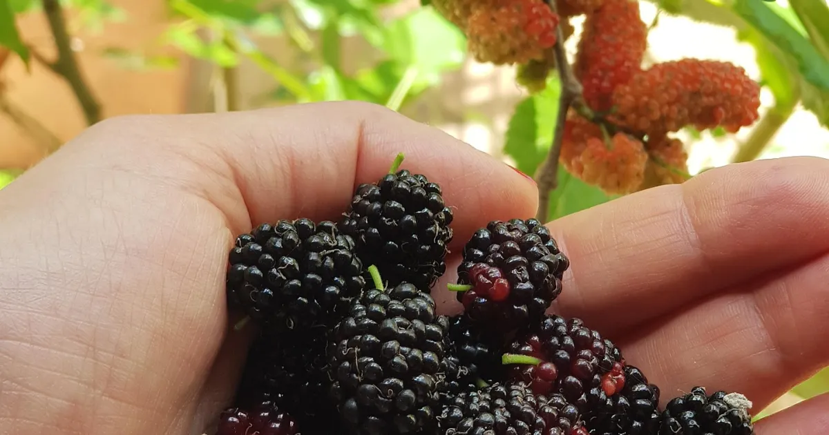 Dwarf Everbearing Mulberry | Under the Solano Sun