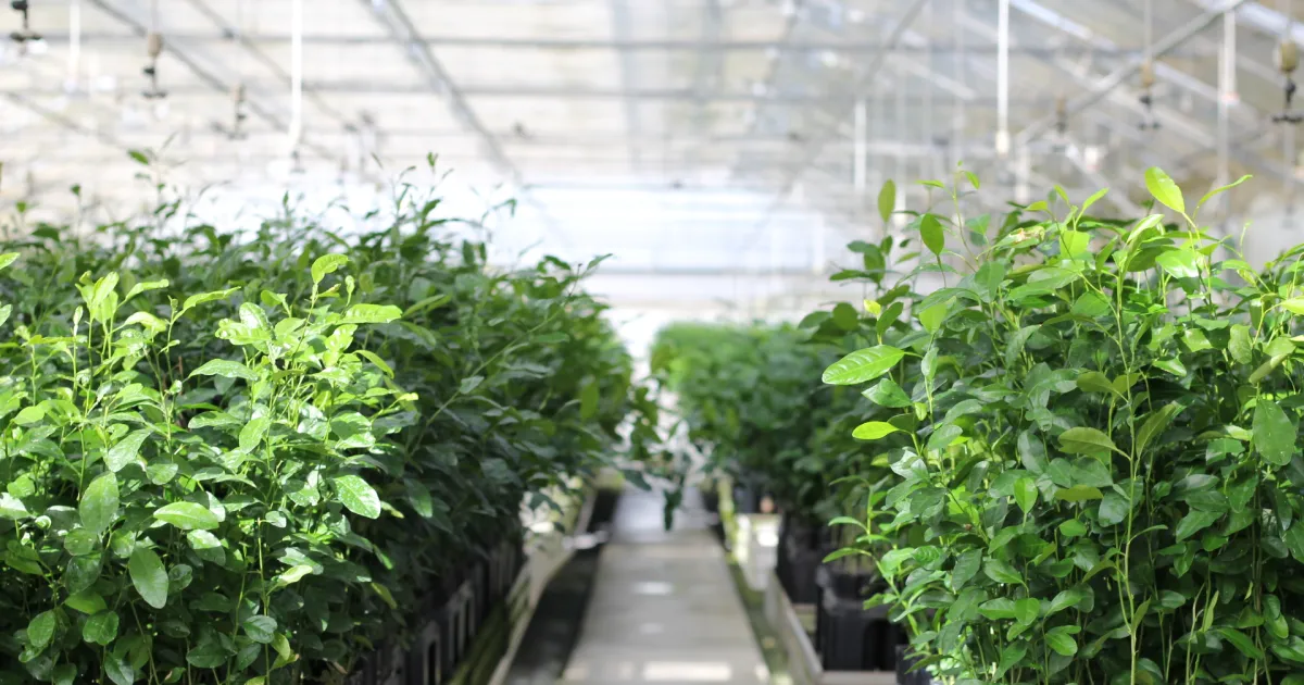 Growers, landscapers, all-around plant people invited to California Nursery  Conference Sept. 10-11 | Green Blog