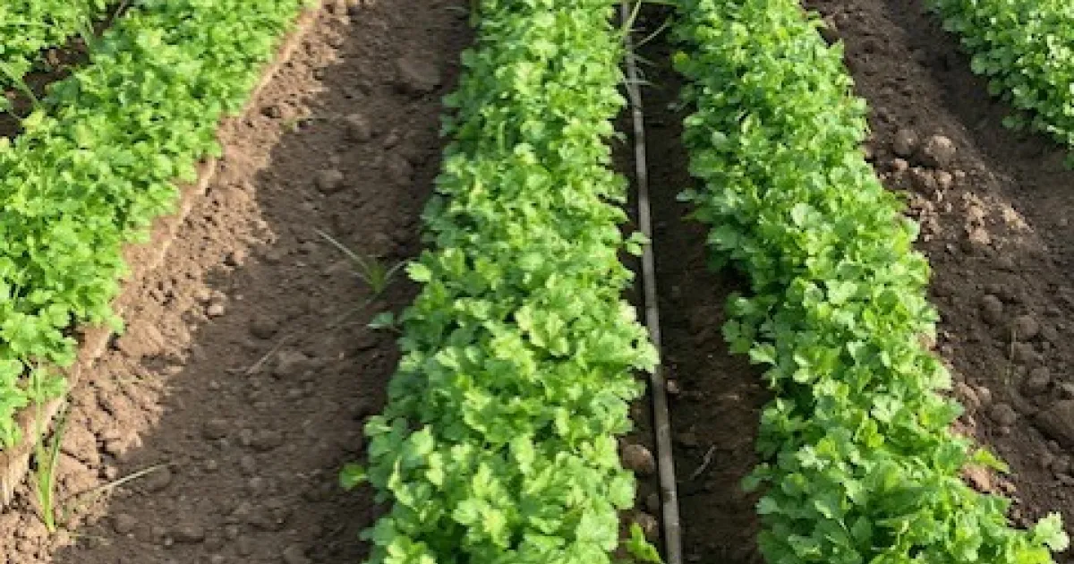 UC releases costs of growing cilantro, parsley