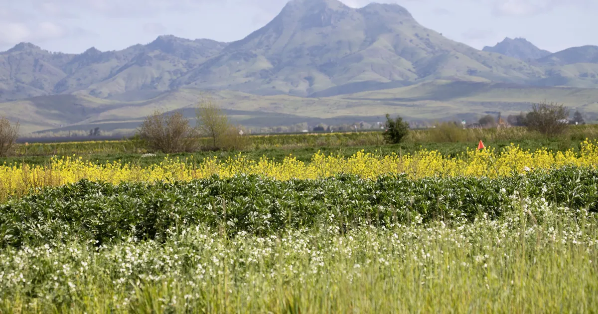 New online tool helps growers choose cover crops