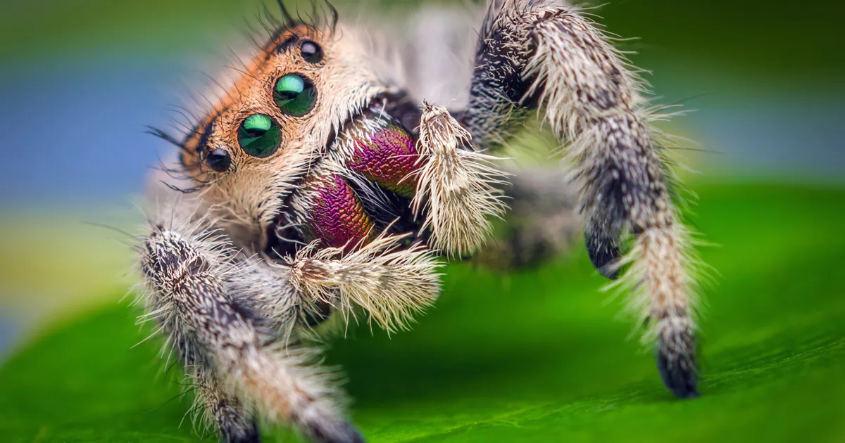 Spiders are good for garden pest control | UC Marin Master Gardeners