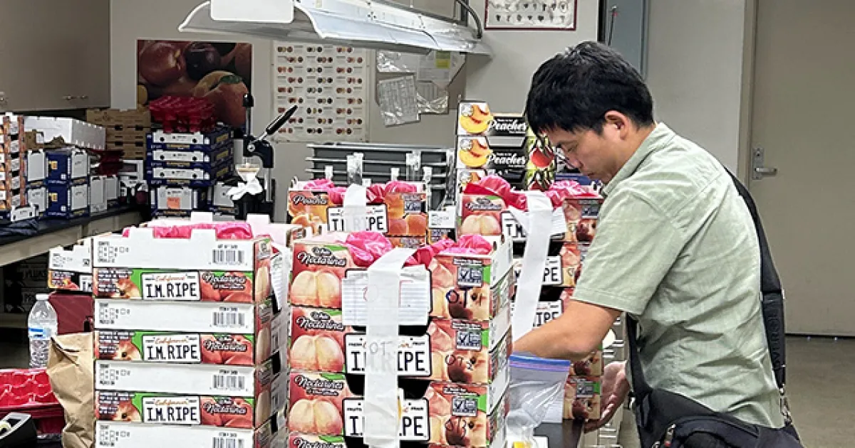 Plum breeding gets a boost from new gene ‘catalog’ Plum breeding gets a boost from new gene ‘catalog’