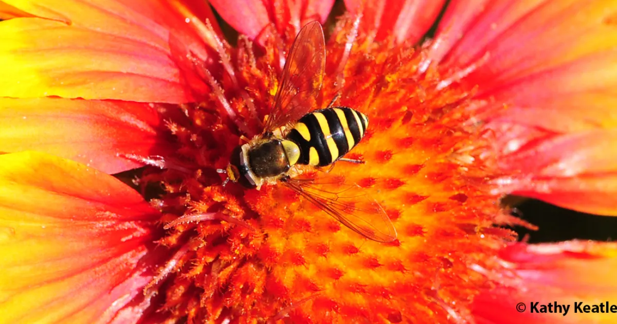To Bee or Not to Bee | Bug Squad