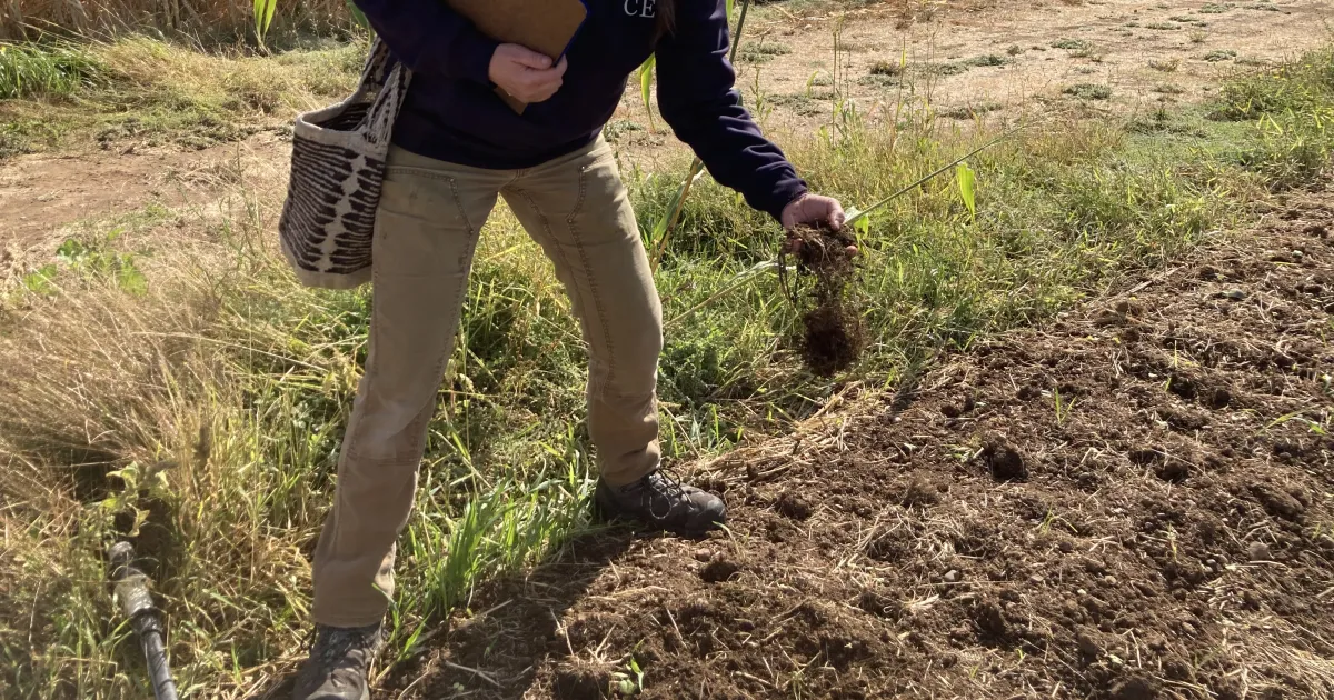 UCCE offers webinar on managing nitrogen in organic annual crops Dec. 9 UCCE offers webinar on managing nitrogen in organic annual crops Dec. 9