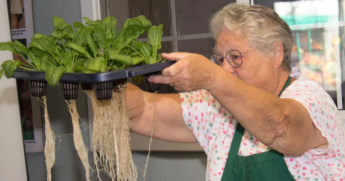 Wicking Hydroponics for Soil-Free Gardening logo