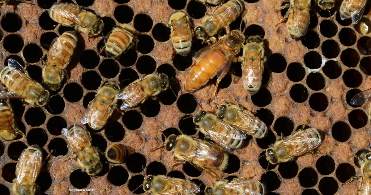 Honoring the Memory of 'Honey Bee Guru' Eric Mussen | Bug Squad