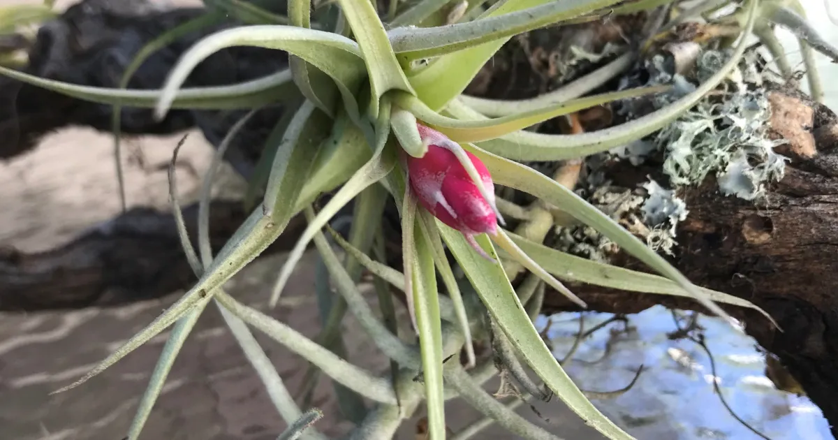 Fabulous air plants! | UC Marin Master Gardeners