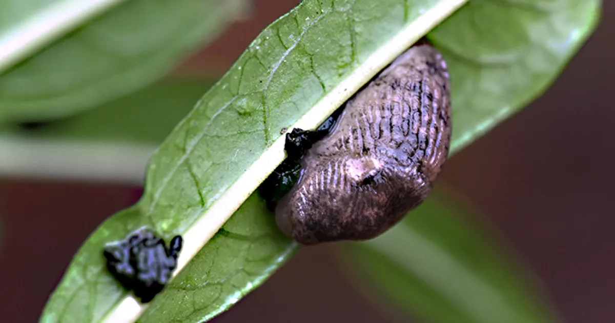 The Slugfest | Bug Squad