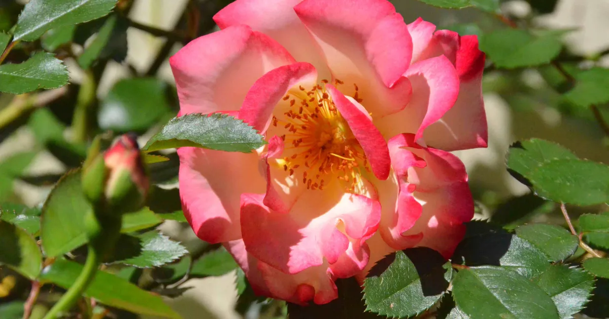 Pruning Different Kinds of Roses in Tuolumne County | UC Master Gardeners  of Tuolumne County