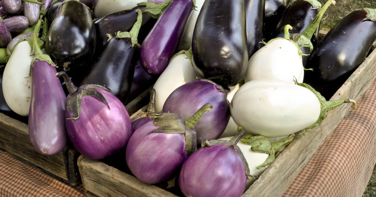 Guide to Growing Eggplants | UC Master Gardener Program of Alameda County