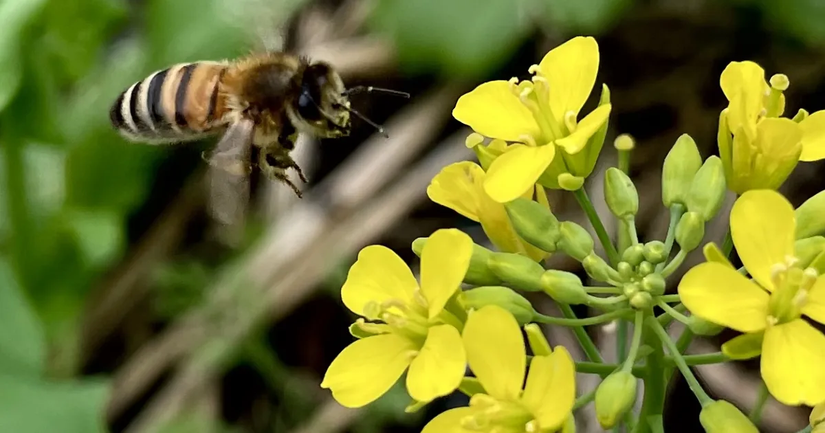 UC Master Gardeners: Mission Farm Regenerative Tour, Woodside