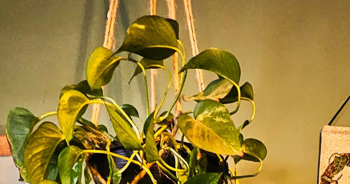 burkesbackyard pollinating philodendrons Philodendron Birkin