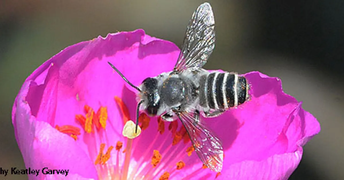 You, Too, Can Plant a Pollinator Garden | Bug Squad