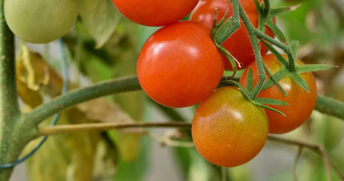Introducing New Dwarf Tomatoes 2026 | UC Master Gardener Program of Contra  Costa County