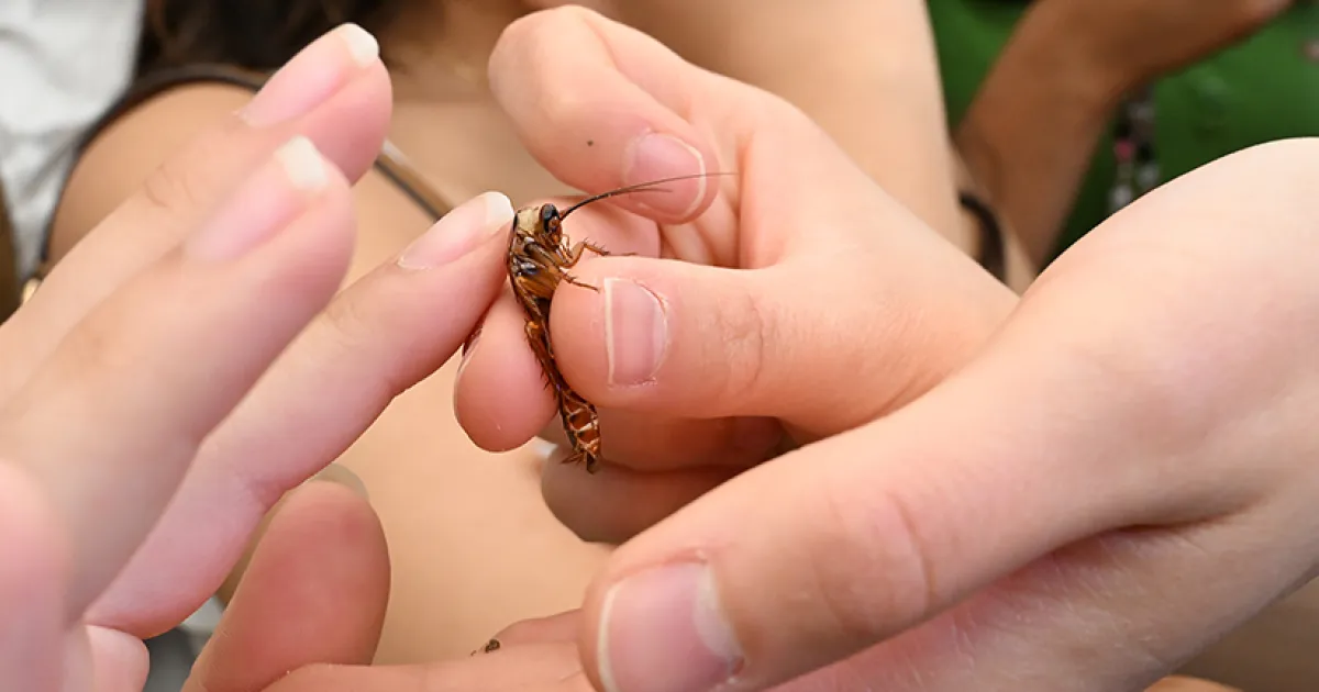 R' Is for Roaches at UC Davis Picnic Day | Bug Squad