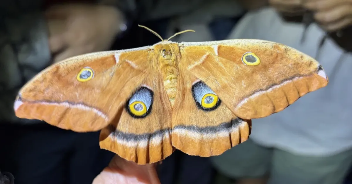 幽鳴夜行録 幽冥蛾 Nether Moth Look What Showed Up at Moth Night! | Bug Squad
