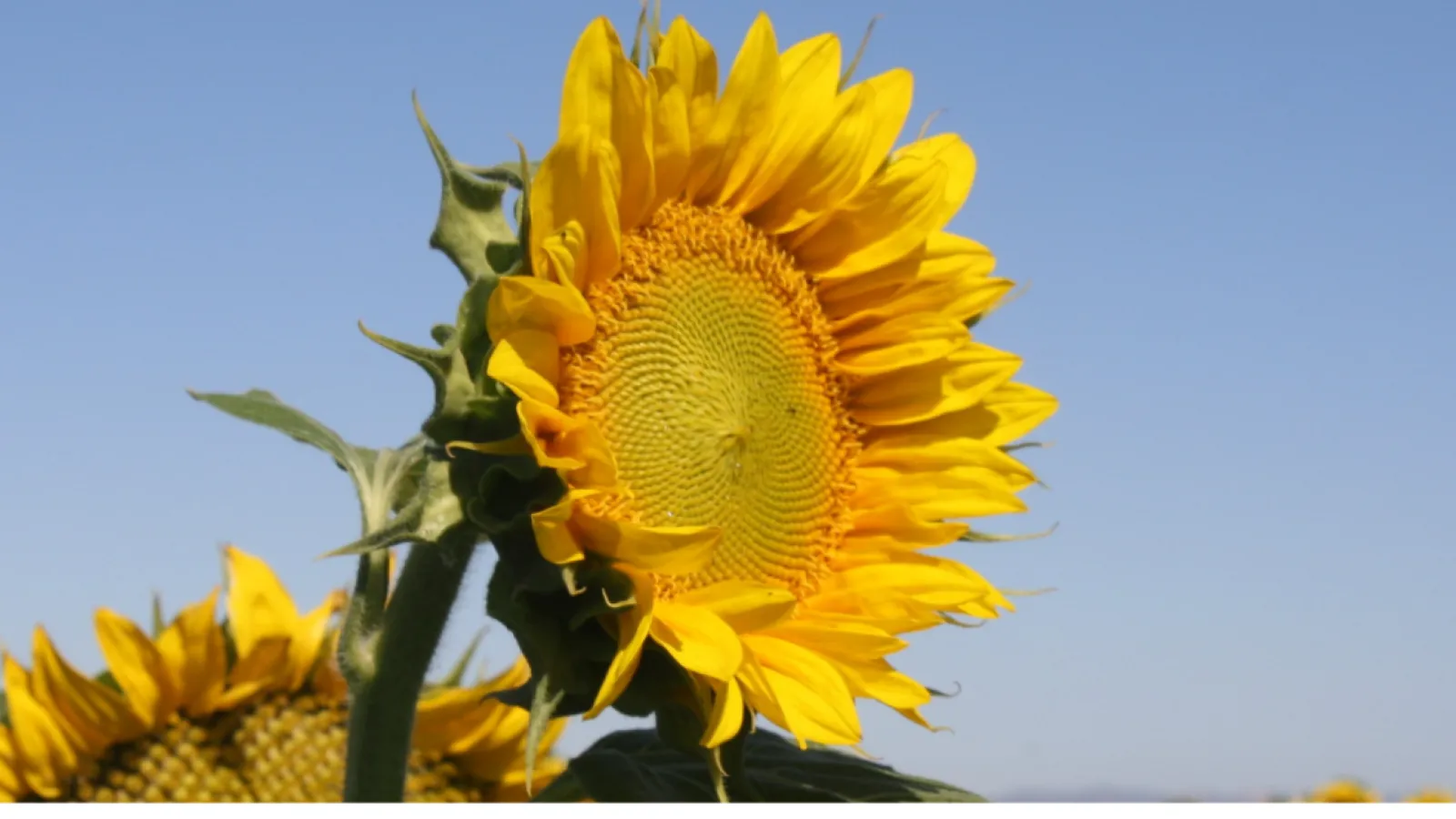 Under the Solano Sun