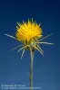 Yellow starthistle flower at full bloom stage.repository