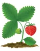 TFG_strawberry