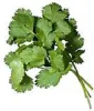 A cluster of fresh green cilantro leaves with textured, ruffled edges and thin stems.