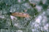 Sixspotted thrips adult