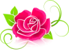 Pink Rose
