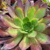 Top view of an Aeonium arboreum 'Atropurpureum' plant showcasing its rosette shape with green and burgundy leaves