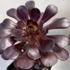 A view of the rosette of an Aeonium, arboreum zwartkop