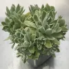 A crowded decorative ceramic pot filled with Aeonium ballerina
