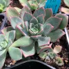  cluster of Aeonium haworthii plants with green, rosette-shaped leaves edged in pink, arranged in black plastic pots
